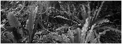 Old World tropical rainforest plants, Tau Island. National Park of American Samoa (Panoramic black and white)