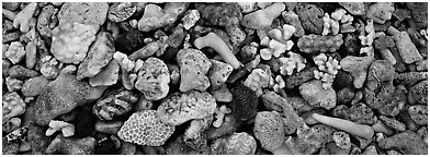 Close-up detail of beached coral, Tau Island. National Park of American Samoa (Panoramic black and white)