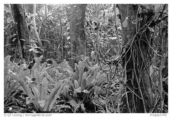 Ferns in coastal paleotropical rainforest near Saua, Tau Island. National Park of American Samoa (black and white)