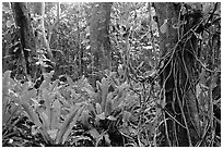 Ferns in coastal paleotropical rainforest near Saua, Tau Island. National Park of American Samoa (black and white)