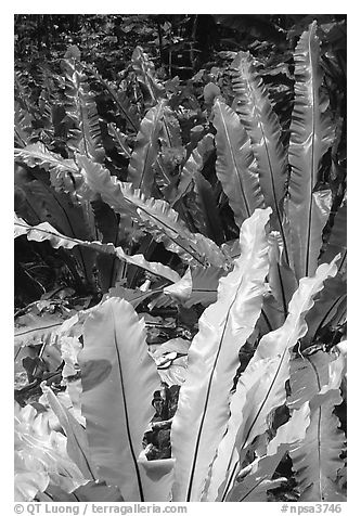Ferns, Tau Island. National Park of American Samoa (black and white)