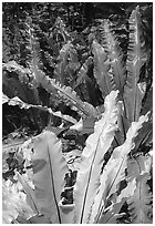 Ferns in coastal paleotropical rainforest, Tau Island. National Park of American Samoa (black and white)