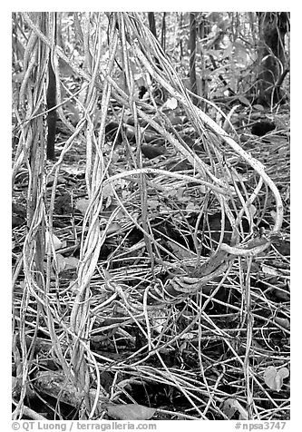 Lianas in coastal paleotropical rainforest, Tau Island. National Park of American Samoa