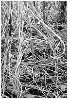 Lianas in coastal paleotropical rainforest, Tau Island. National Park of American Samoa ( black and white)