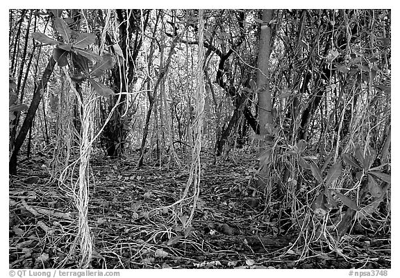 Coastal paleotropical rainforest near Saua, Tau Island. National Park of American Samoa