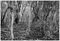 Coastal paleotropical rainforest near Saua, Tau Island. National Park of American Samoa ( black and white)