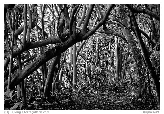 Trees and road, coastal paleotropical rainforest near Saua, Tau Island. National Park of American Samoa (black and white)