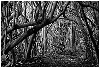 Trees and road, coastal paleotropical rainforest near Saua, Tau Island. National Park of American Samoa (black and white)