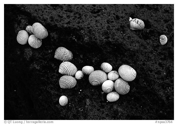 Shells on balsalt rock, Tau Island. National Park of American Samoa (black and white)