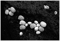 Shells on balsalt rock, Tau Island. National Park of American Samoa (black and white)