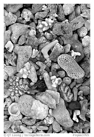 Beached coral, Tau Island. National Park of American Samoa (black and white)