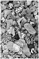 Beached coral, Tau Island. National Park of American Samoa ( black and white)