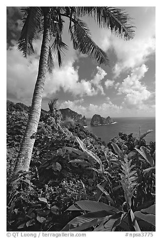 Palm tree and wild ginger along the road from Afono to Vatia, Tutuila Island. National Park of American Samoa (black and white)