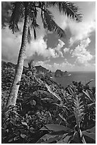 Palm tree and wild ginger along the road from Afono to Vatia, Tutuila Island. National Park of American Samoa (black and white)