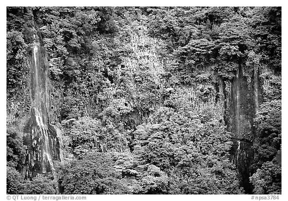 Ephemeral waterfalls in Amalau Valley, Tutuila Island. National Park of American Samoa (black and white)