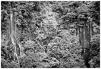 Ephemeral waterfalls in Amalau Valley, Tutuila Island. National Park of American Samoa ( black and white)