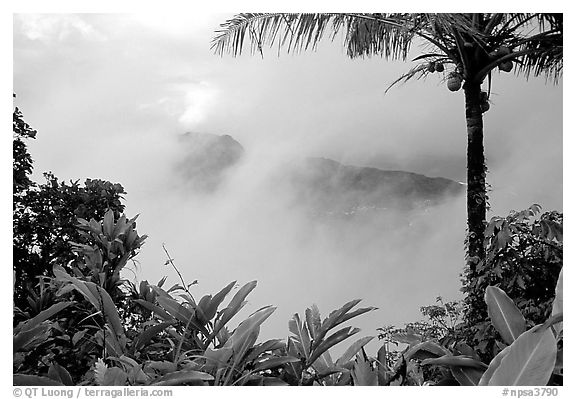 Clearing clouds from Mont Alava, Tutuila Island. National Park of American Samoa (black and white)