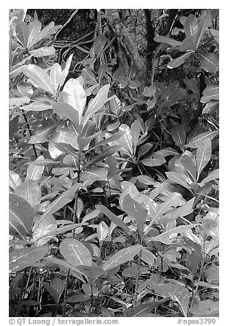 Tropical leaves,  Tutuila Island. National Park of American Samoa