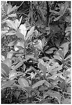 Tropical leaves,  Tutuila Island. National Park of American Samoa (black and white)