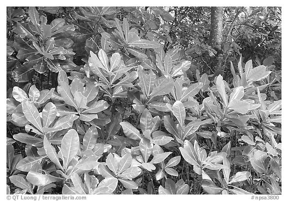 Leaves in tropical forest, Tutuila Island. National Park of American Samoa (black and white)