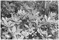 Leaves in tropical forest, Tutuila Island. National Park of American Samoa (black and white)