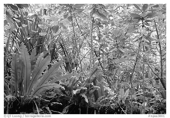 Coastal rainforest mixed with subsistence plantation, Tutuila Island. National Park of American Samoa