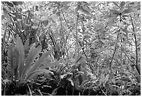 Coastal rainforest mixed with subsistence plantation, Tutuila Island. National Park of American Samoa ( black and white)