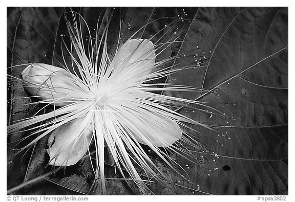 Delicate tropical flower and leaf, Tutuila Island. National Park of American Samoa (black and white)