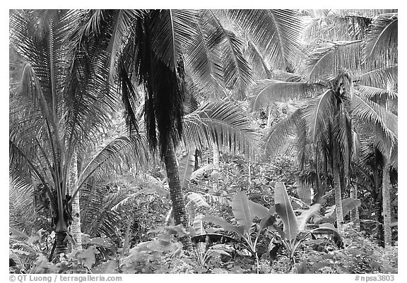 Mix of native and planted tropical plants, Tutuila Island. National Park of American Samoa