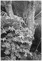 Tropical tree trunk, Tutuila Island. National Park of American Samoa (black and white)