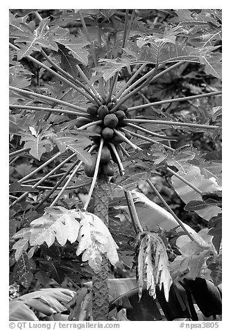 Tropical tree branches and fruits, Tutuila Island. National Park of American Samoa