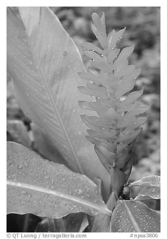 Wild ginger, Tutuila Island. National Park of American Samoa