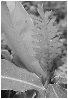 Wild ginger, Tutuila Island. National Park of American Samoa ( black and white)