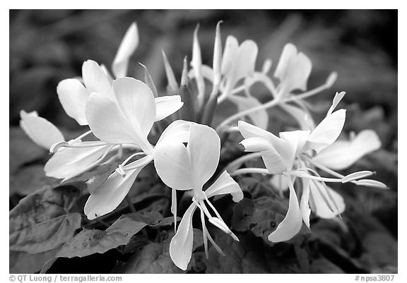 Tropical yellow flower, Tutuila Island. National Park of American Samoa (black and white)