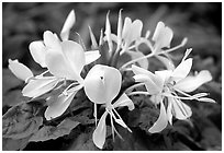 Tropical yellow flower, Tutuila Island. National Park of American Samoa (black and white)