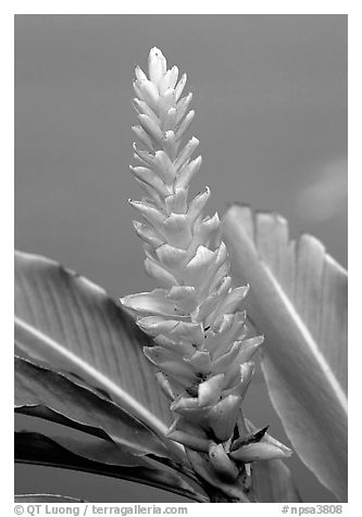 Wild Ginger flower, Tutuila Island. National Park of American Samoa (black and white)