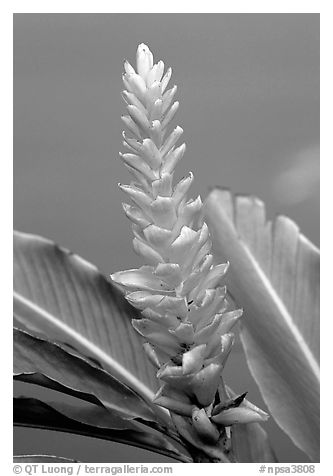 Wild Ginger flower, Tutuila Island. National Park of American Samoa