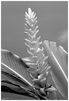 Wild Ginger flower, Tutuila Island. National Park of American Samoa ( black and white)