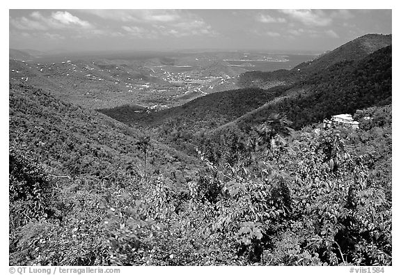 Tropical flowers and forest from Centerline road. Virgin Islands National Park (black and white)