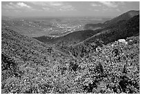 Tropical flowers and forest from Centerline road. Virgin Islands National Park ( black and white)