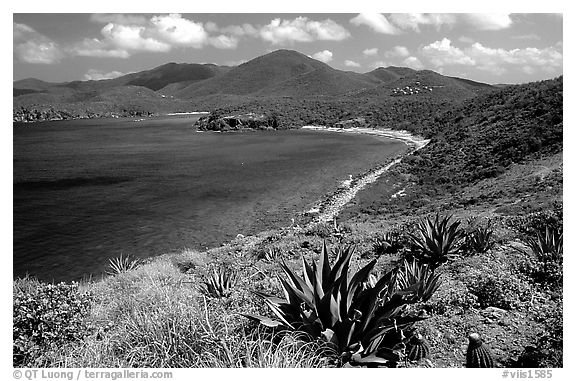 Agaves on Ram Head. Virgin Islands National Park, US Virgin Islands.