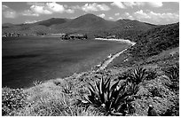 Agaves on Ram Head. Virgin Islands National Park, US Virgin Islands. (black and white)