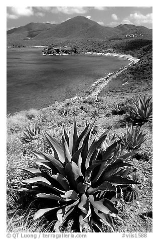 Agave on Ram Head. Virgin Islands National Park, US Virgin Islands.