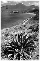 Agave on Ram Head. Virgin Islands National Park, US Virgin Islands. (black and white)