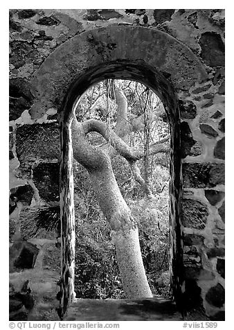 Trees through window of old sugar mill. Virgin Islands National Park (black and white)