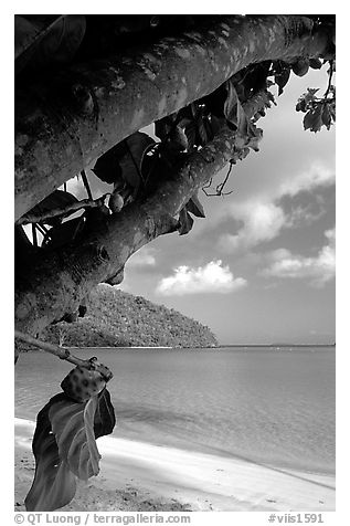 Noni tree (Morinda citrifolia) and beach, Maho Bay. Virgin Islands National Park, US Virgin Islands.