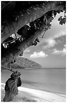 Noni tree (Morinda citrifolia) and beach, Maho Bay. Virgin Islands National Park, US Virgin Islands. (black and white)