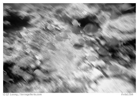 School of blue fish underwater. Virgin Islands National Park (black and white)