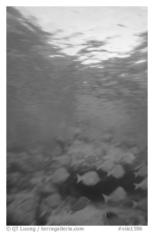 Blue fish school with blur. Virgin Islands National Park, US Virgin Islands.