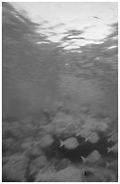 Blue fish school with blur. Virgin Islands National Park, US Virgin Islands. (black and white)